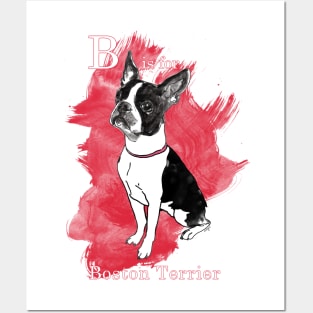 B is for Boston Terrier Posters and Art